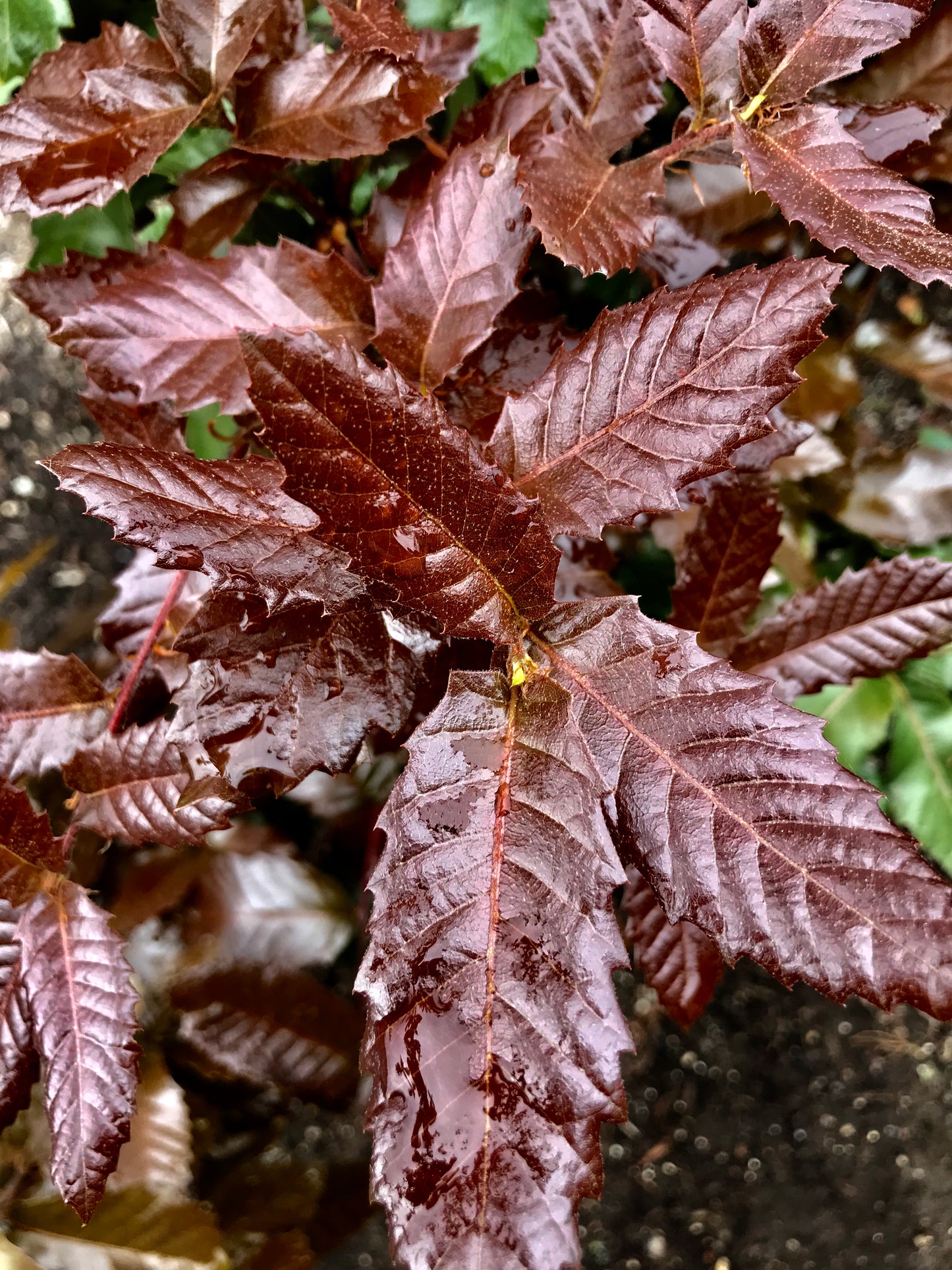 *RETAIL - Quercus tomentella [Arroyo Grande]