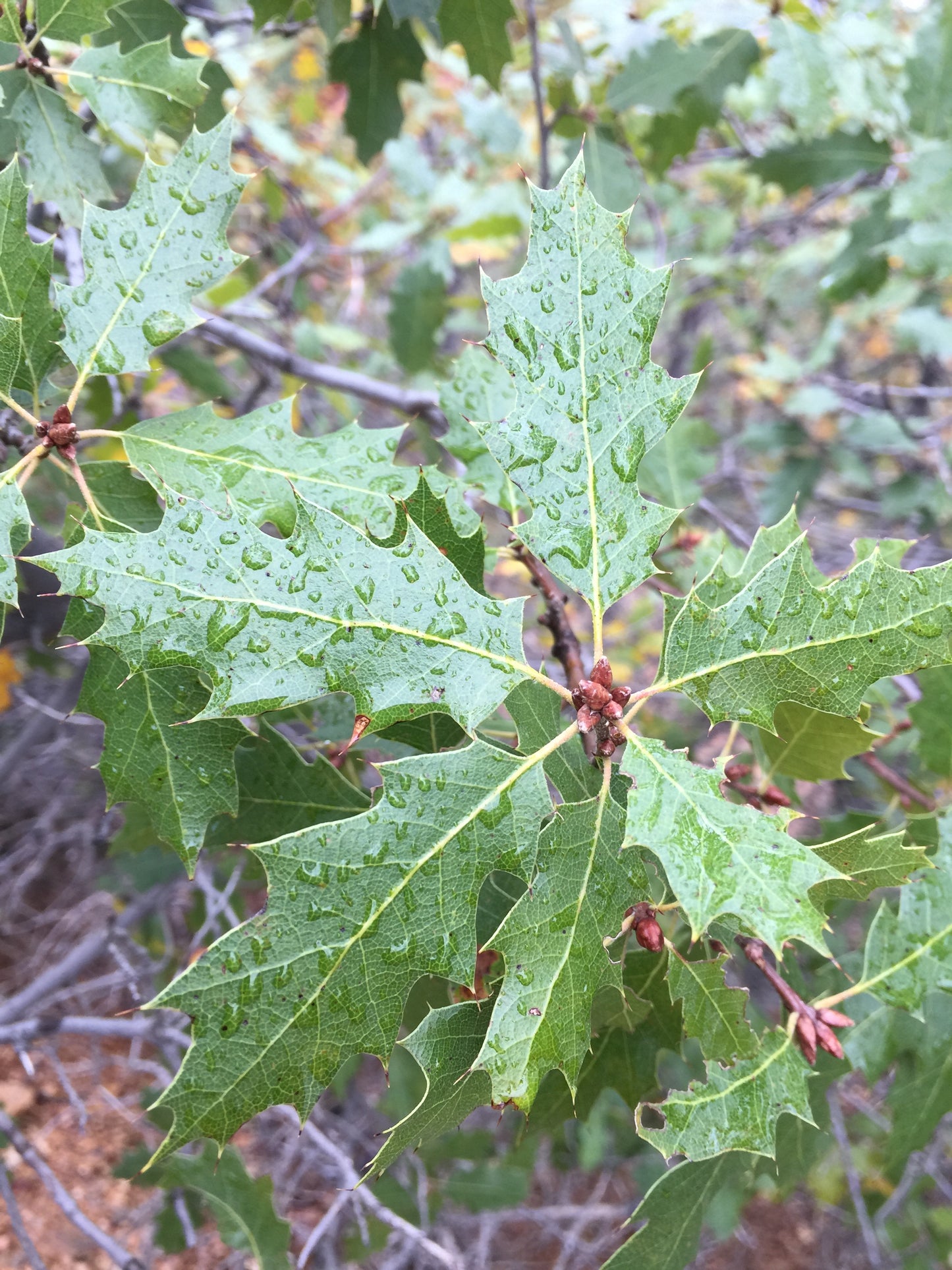 *RETAIL - Quercus wislizeni ssp. fruticosa SBH 9361.1