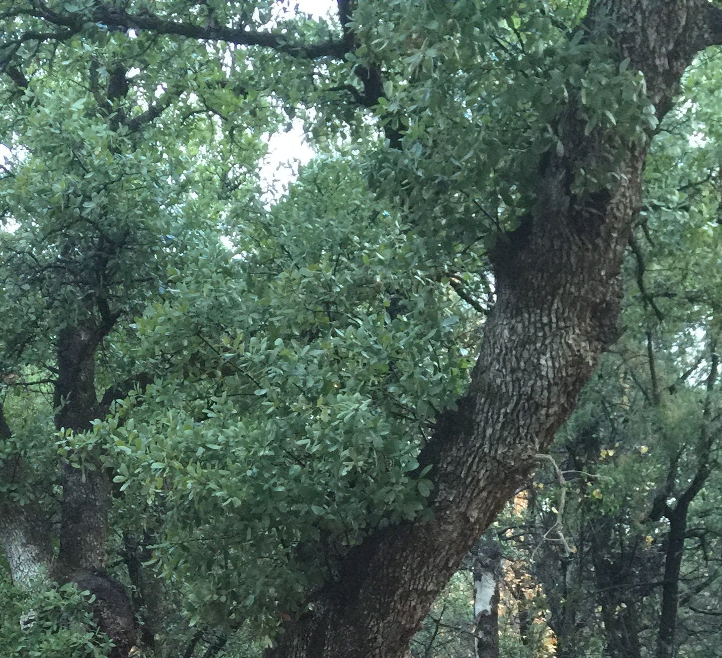 *RETAIL - Quercus arizonica - Cochise Stronghold