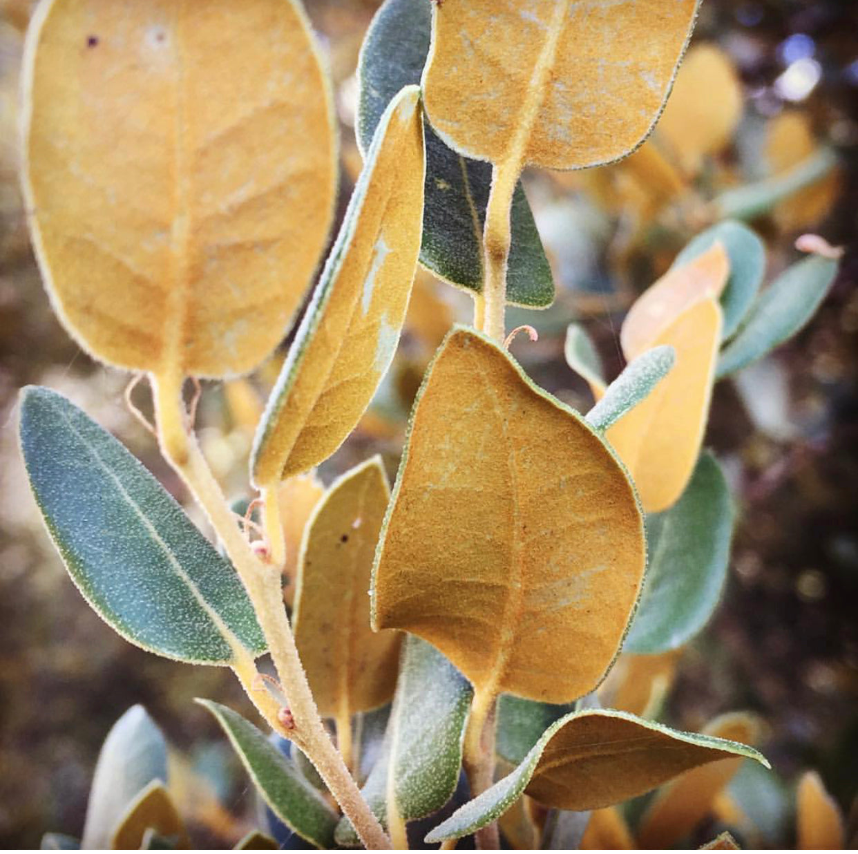 Quercus chrysolepis