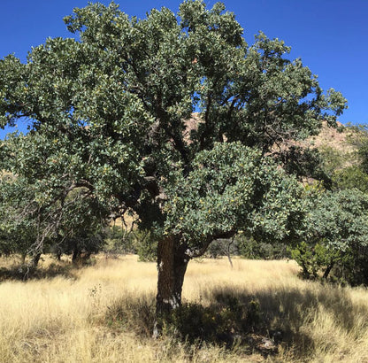 *RETAIL - Quercus oblongifolia [Horseshoe Valley Strain]