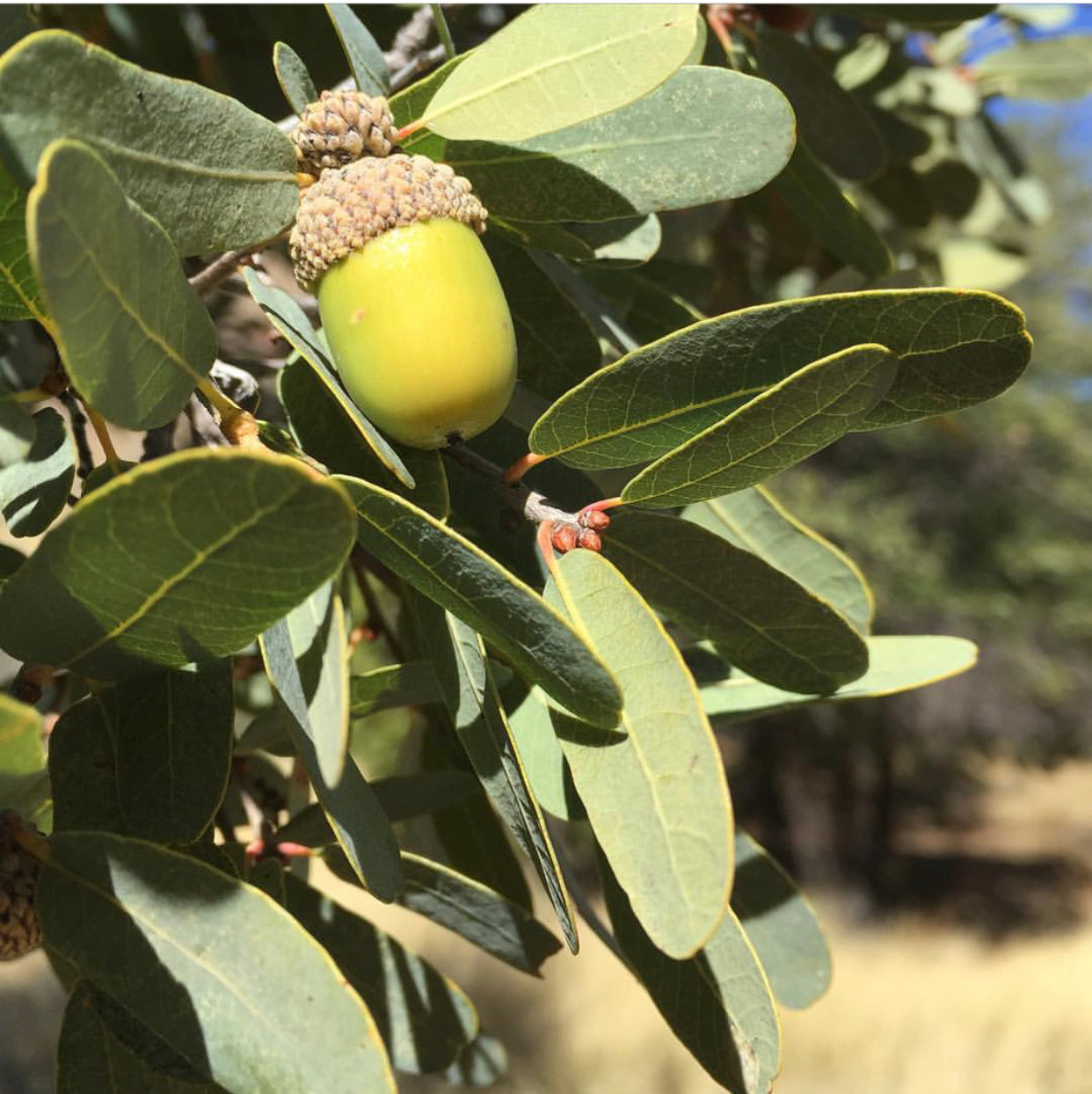 *RETAIL - Quercus oblongifolia [Horseshoe Valley Strain]