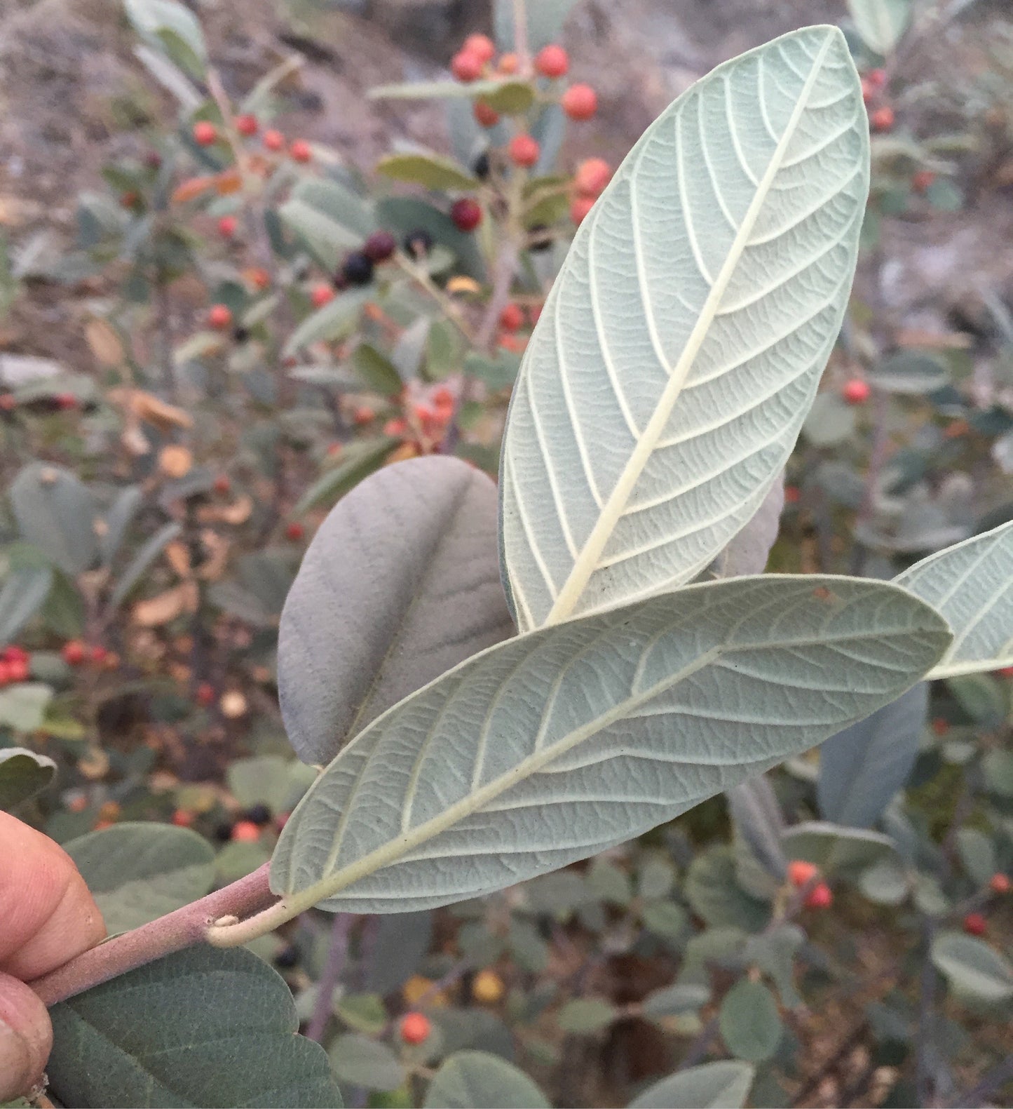 Rhamnus tomentella [Hayfork Strain]