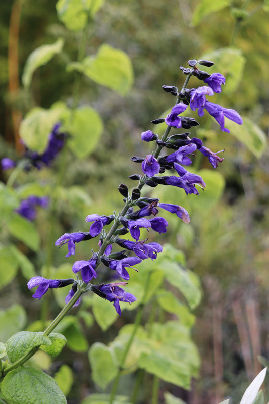 *RETAIL - Salvia mexicana 'Variegata'
