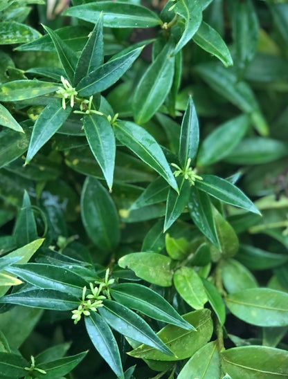 Sarcococca ruscifolia var. chinensis 'Dragon Gate'