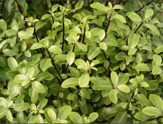 Pittosporum tenuifolium 'Argentea Nana'