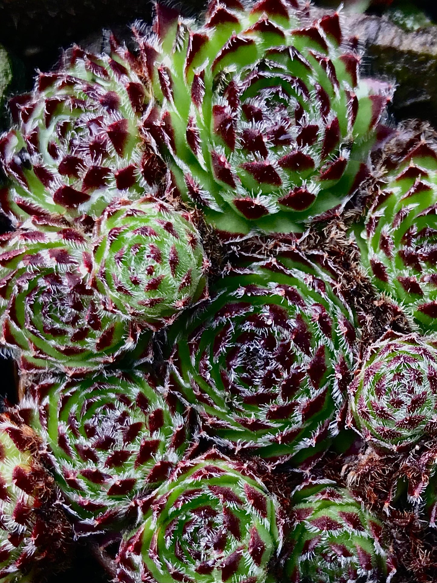 Sempervivum 'Beautiful'