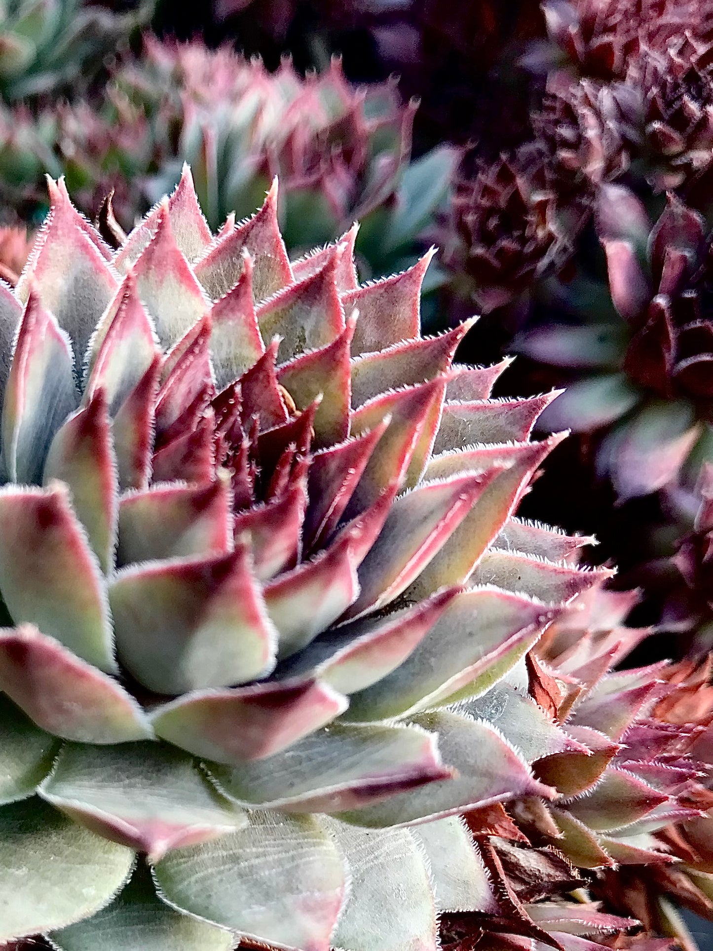 Sempervivum 'Blue Boy'