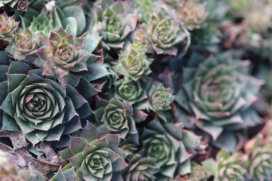 *RETAIL - Sempervivum 'Glowing Embers'