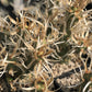 Tephrocactus articulatus 'Silver Straw'