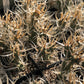 Tephrocactus articulatus 'Silver Straw'