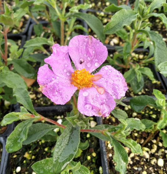 *RETAIL - Cistus creticus ssp. creticus 'Lasithi'