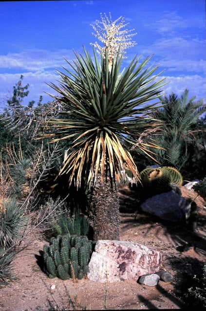 Yucca faxoniana 21.0201 [torreyi influenced]