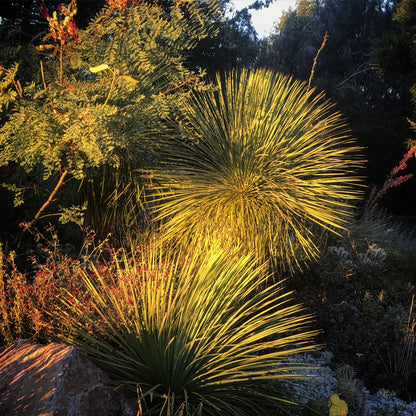 Yucca linearifolia 'Dusky Blue'