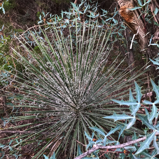 *RETAIL - Yucca constricta