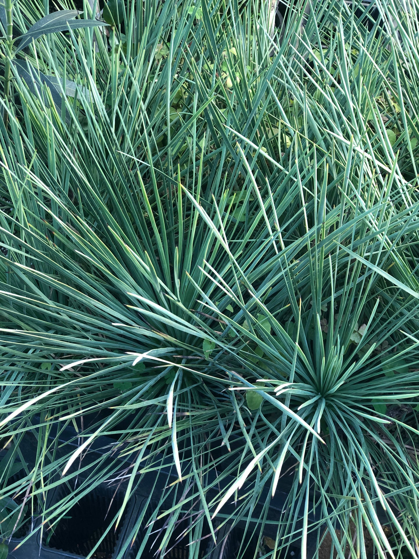 Yucca linearifolia 'Dusky Blue'