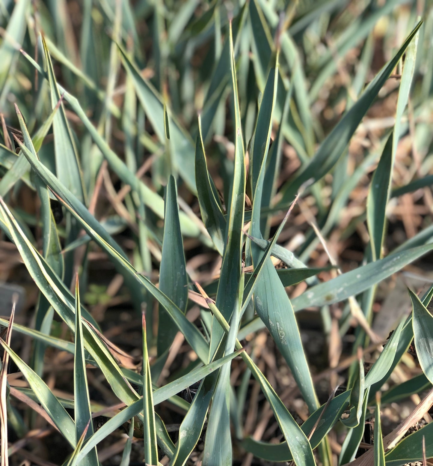 *RETAIL - Yucca pallida