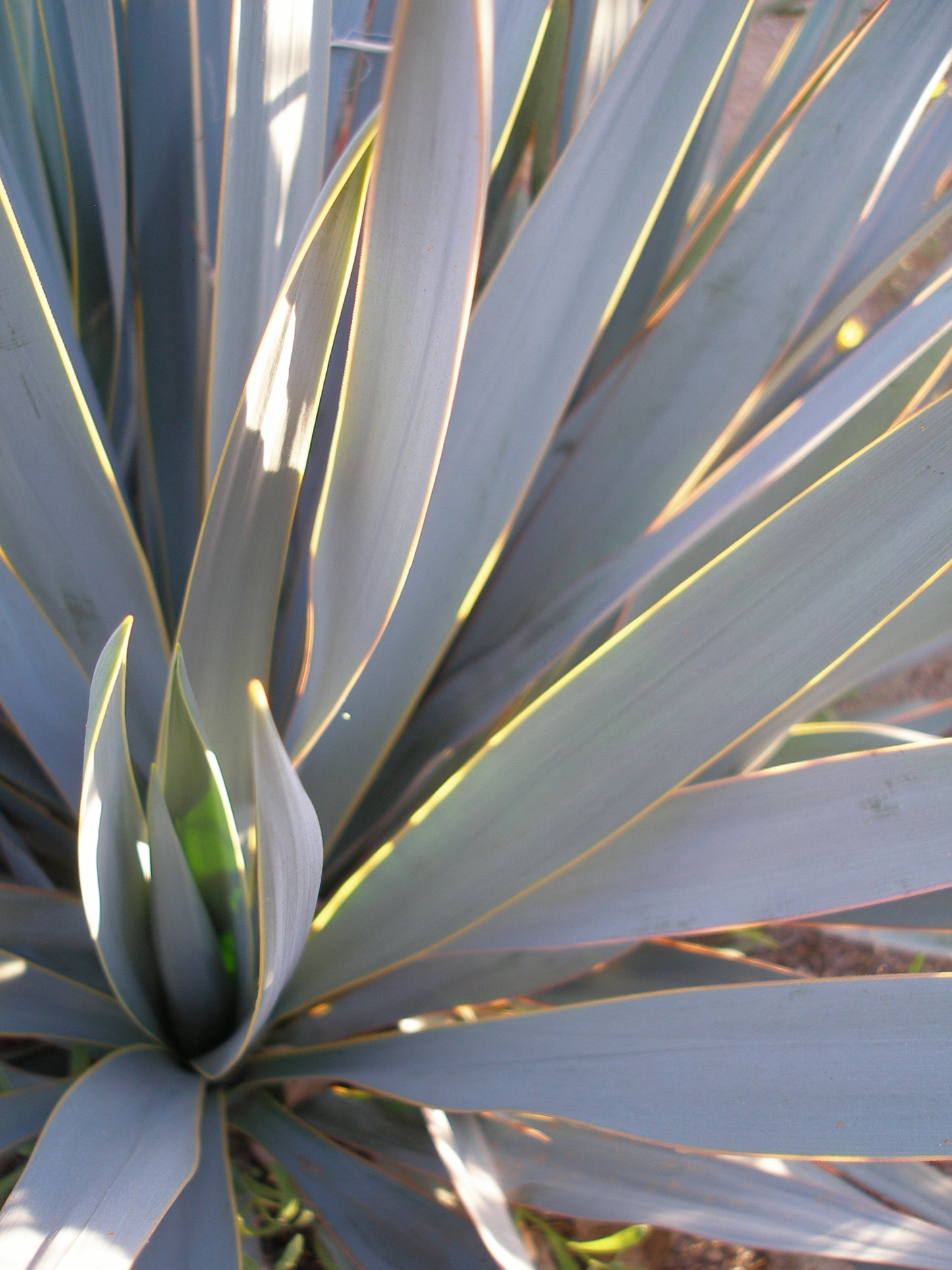 Yucca pallida