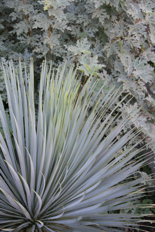 *RETAIL - Yucca rostrata 'Sapphire Skies'