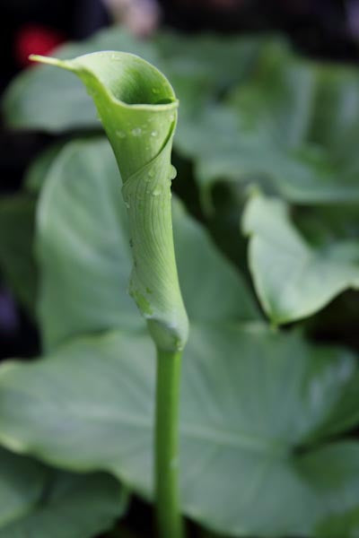 Zantedeschia aethiopica 'Green Goddess'