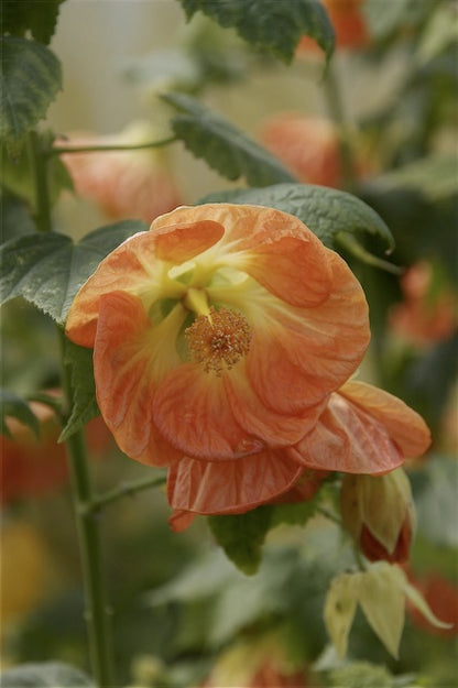 *RETAIL - Abutilon x 'Victor Reiter'