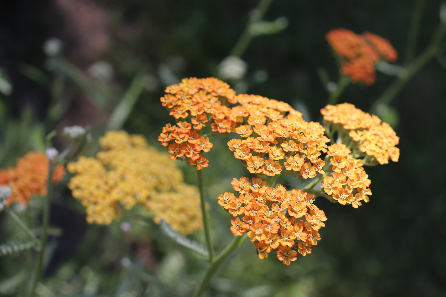 *RETAIL - Achillea 'Terracotta'