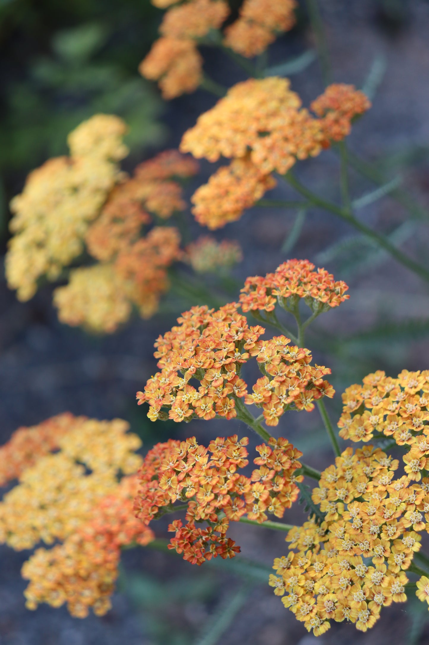 *RETAIL - Achillea 'Terracotta'