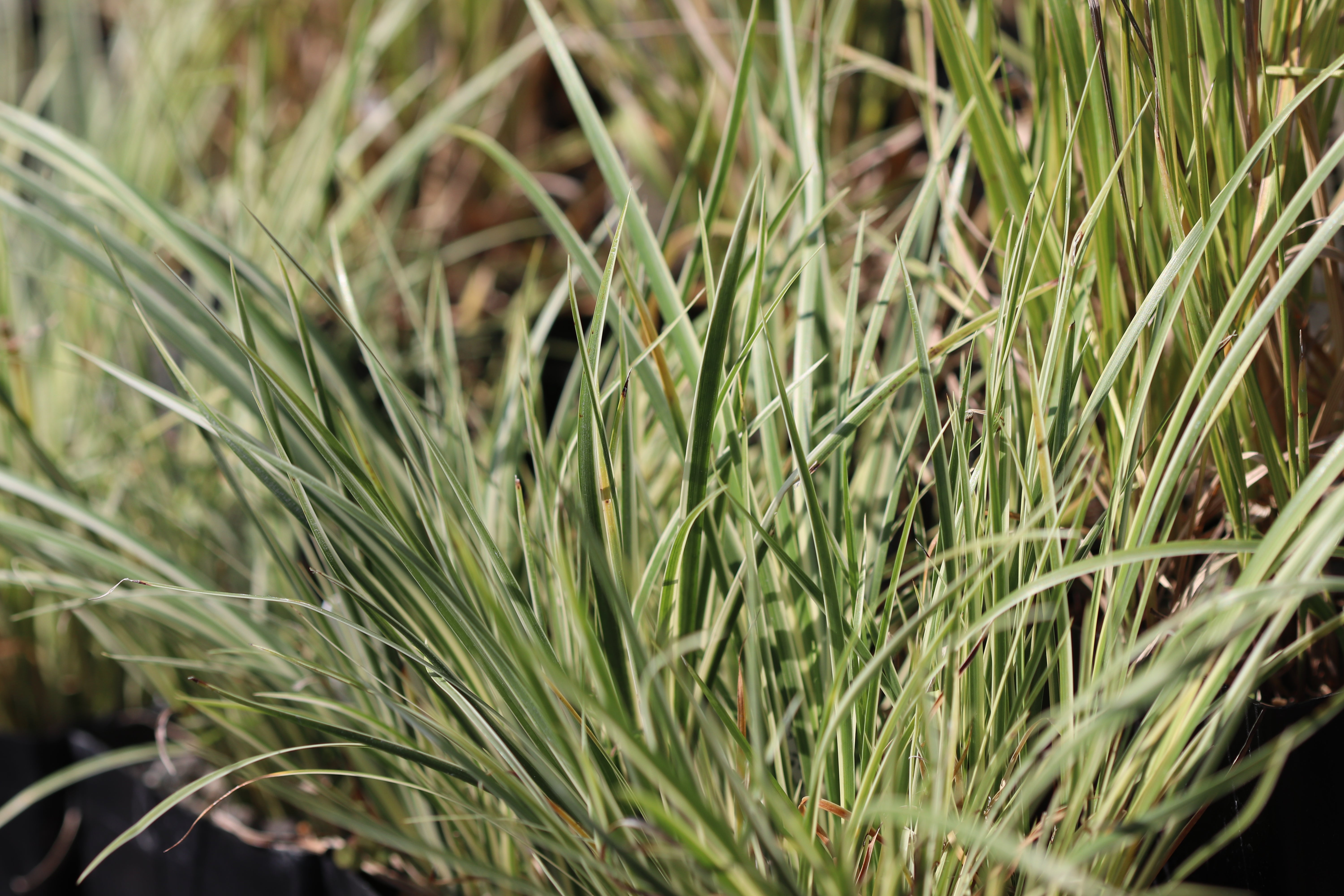 Acorus gramineus 'Variegatus' – Cistus Nursery