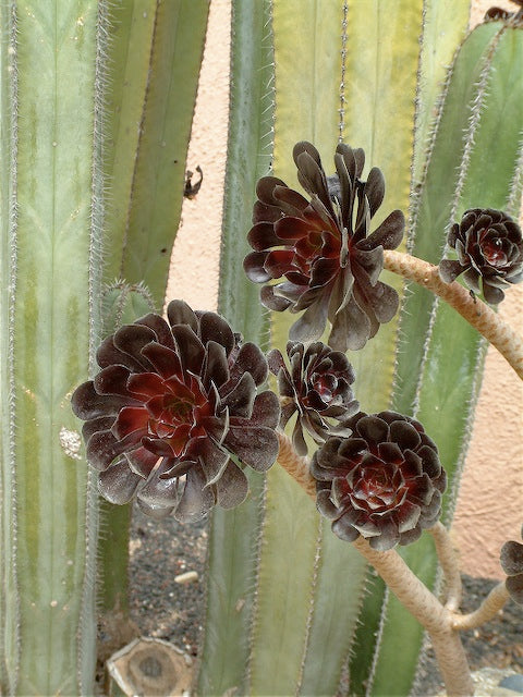 *RETAIL - Aeonium 'Zwartkop'