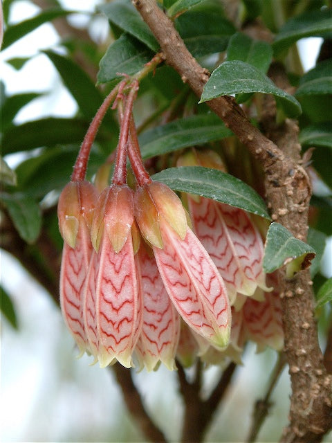 *RETAIL - Agapetes 'Ludgvan Cross'