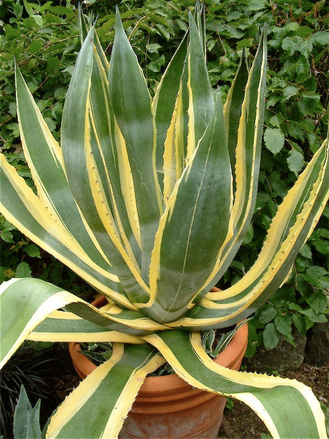 *RETAIL - Agave americana 'Variegata'