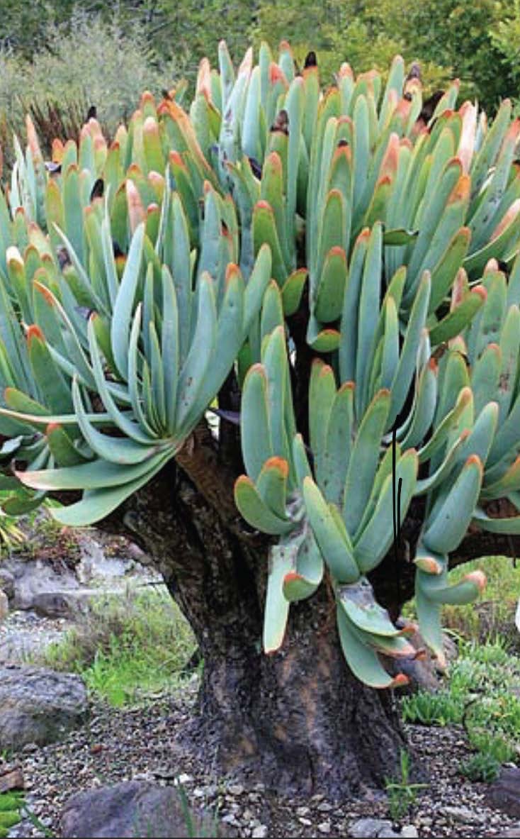 Aloe plicatilis