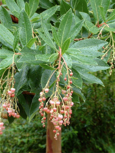 *RETAIL - Arbutus 'Marina'