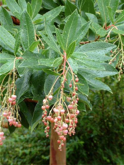 *RETAIL - Arbutus 'Marina'