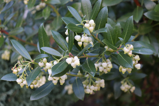 *RETAIL - Arbutus unedo 'Compacta'