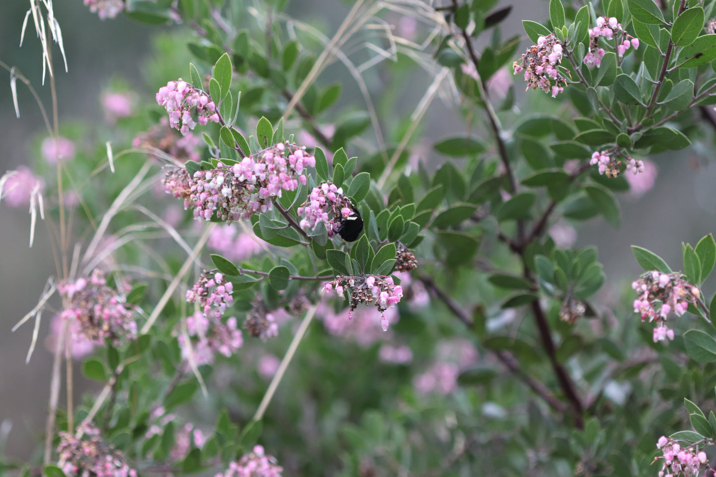 *RETAIL - Arctostaphylos densiflora 'Howard McMinn'