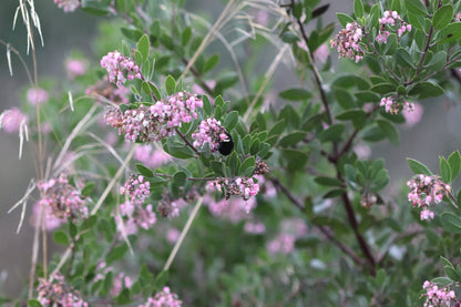 *RETAIL - Arctostaphylos densiflora 'Howard McMinn'