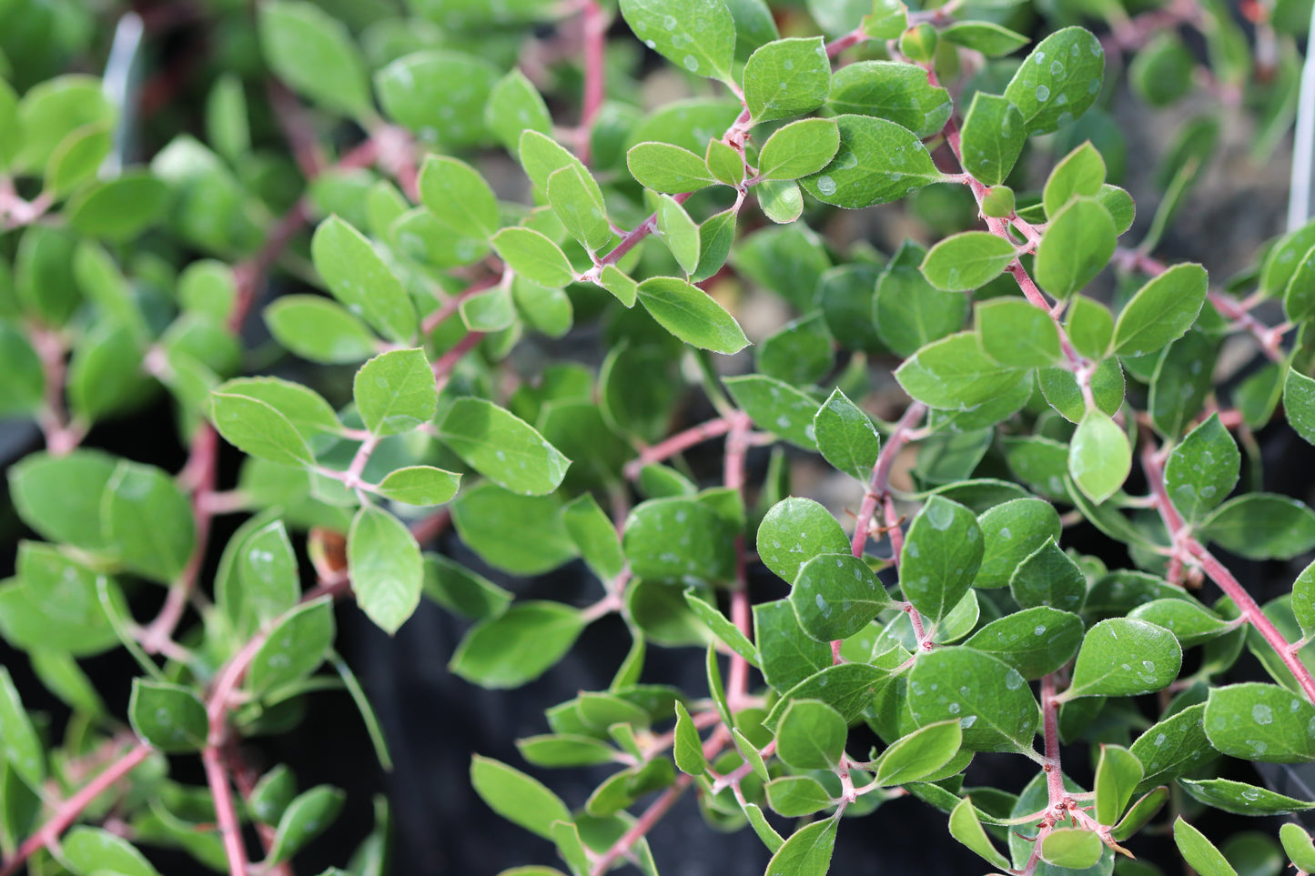 *RETAIL - Arctostaphylos hookeri 'Monterey Carpet'