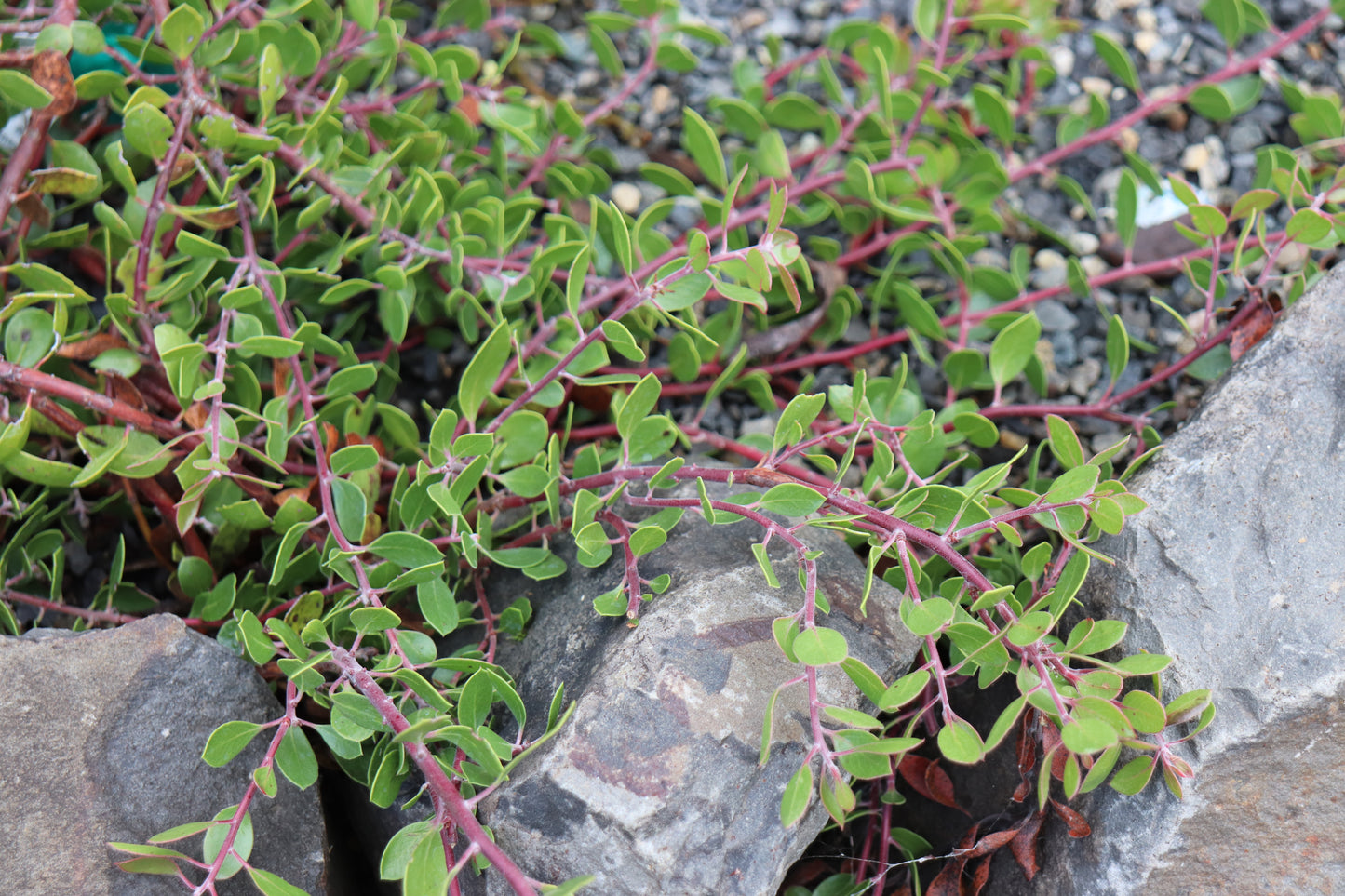 *RETAIL - Arctostaphylos hookeri 'Monterey Carpet'