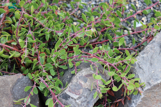*RETAIL - Arctostaphylos hookeri 'Monterey Carpet'
