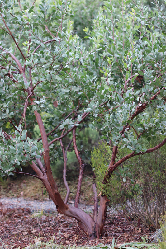 *RETAIL - Arctostaphylos manzanita 'St. Helena'