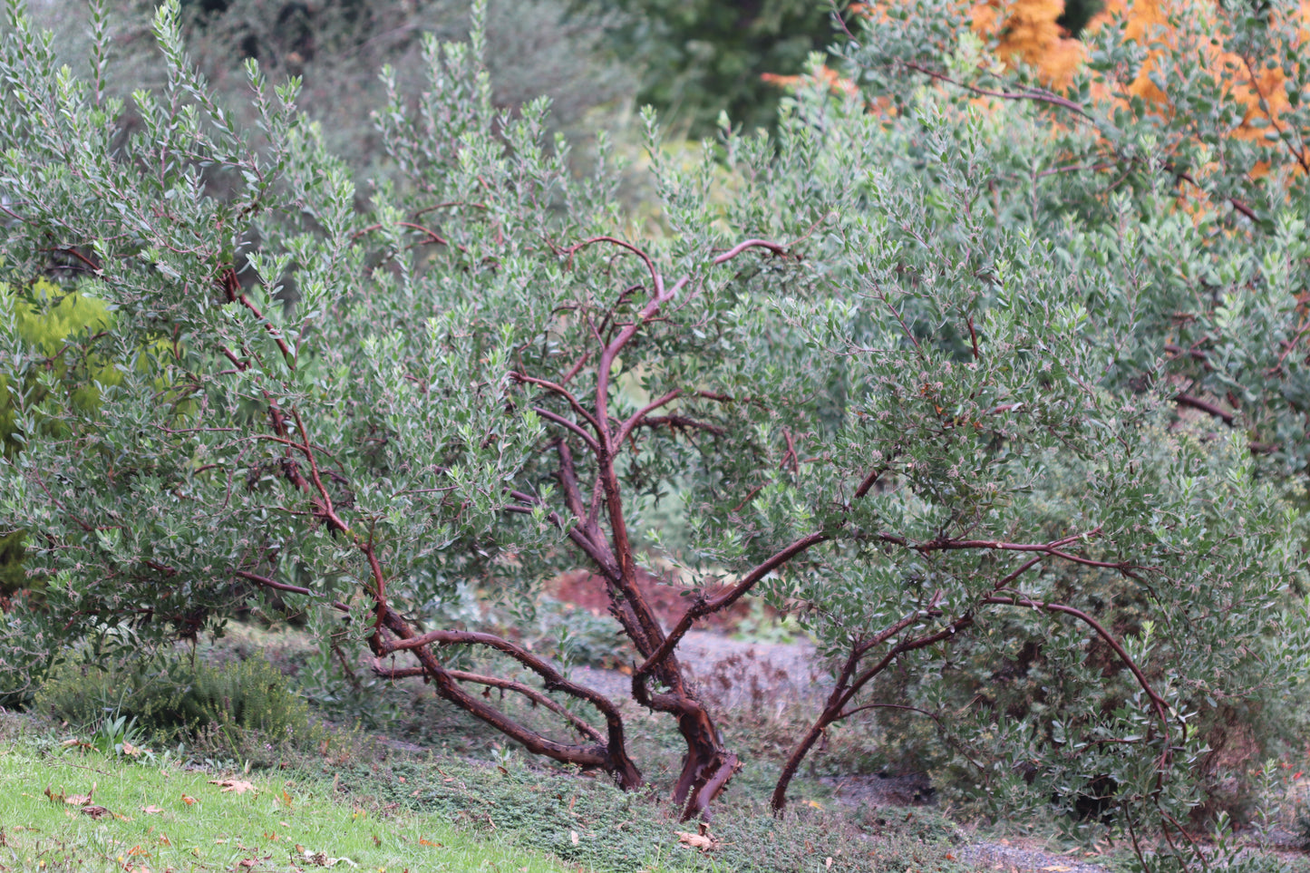 *RETAIL - Arctostaphylos densiflora 'Sentinel'