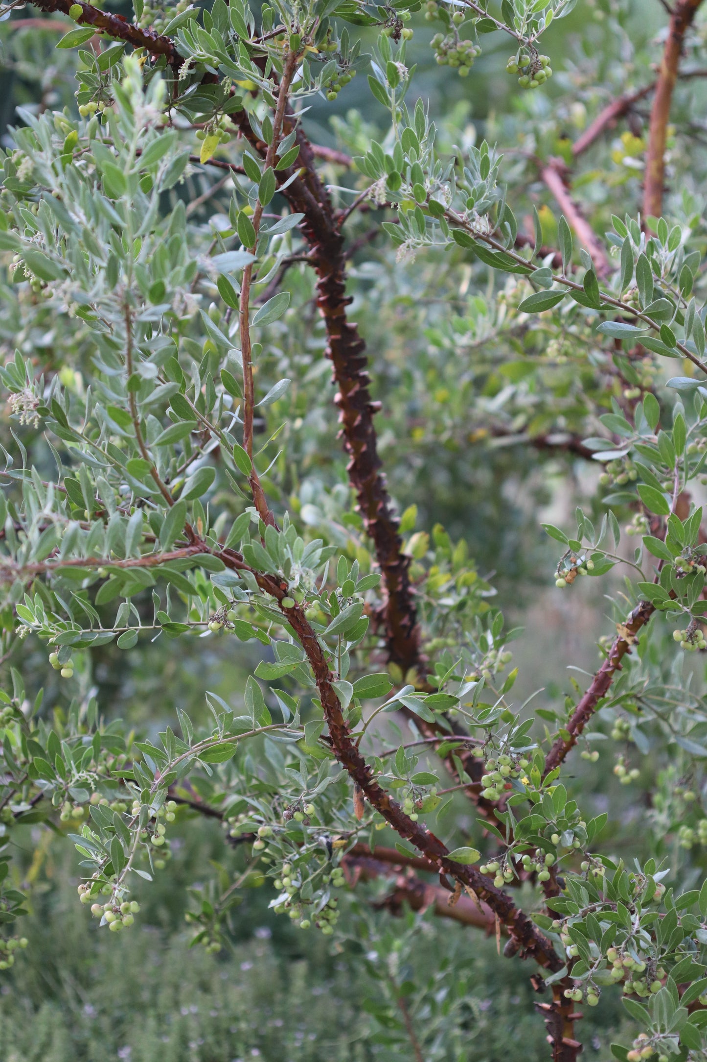 *RETAIL - Arctostaphylos densiflora 'Sentinel'