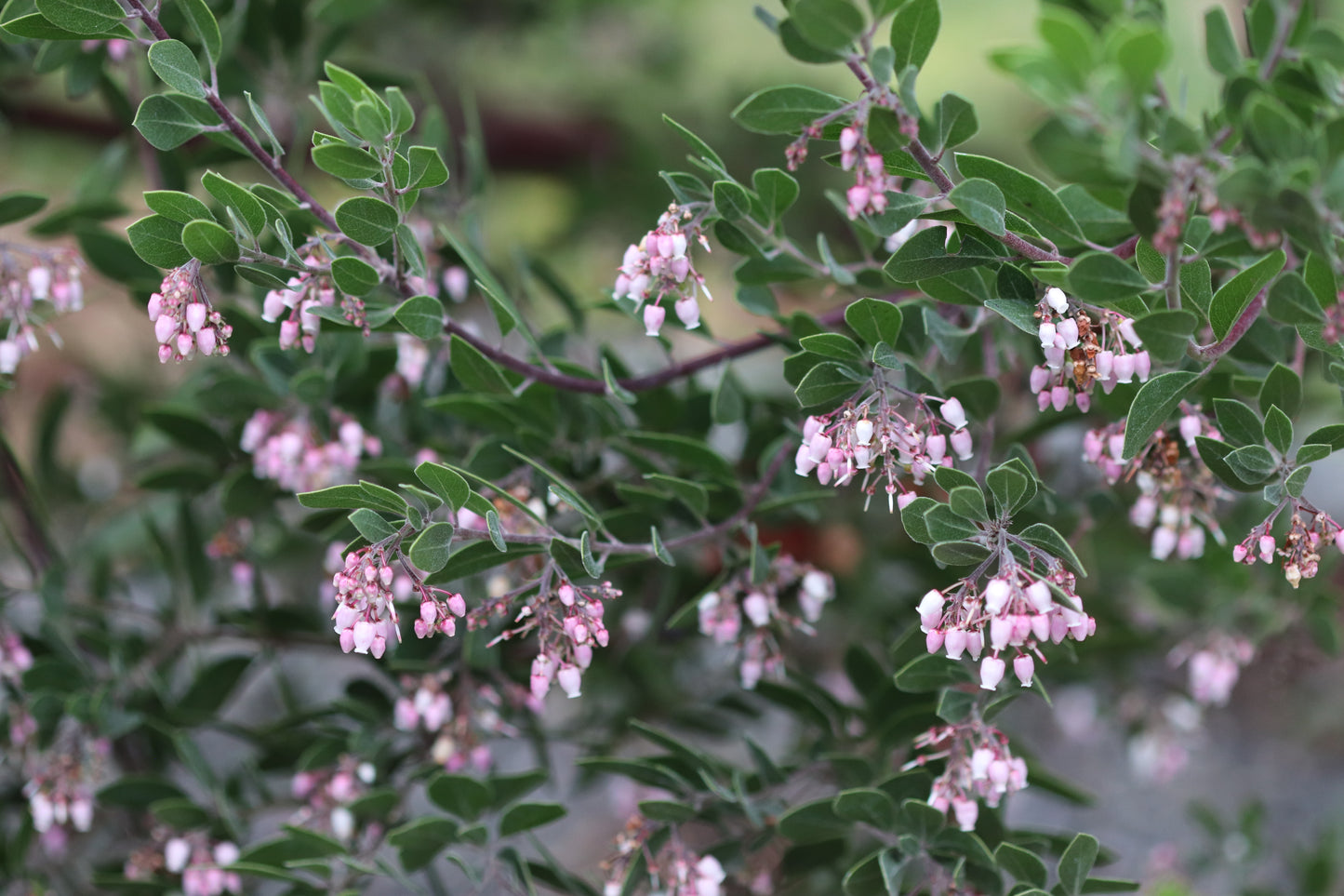 *RETAIL - Arctostaphylos densiflora 'Sentinel'