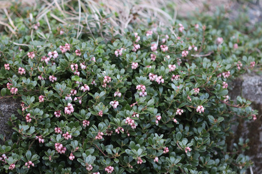 *RETAIL - Arctostaphylos uva-ursi 'Massachusetts'