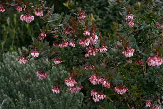 *RETAIL - Arctostaphylos pajaroensis 'Paradise'