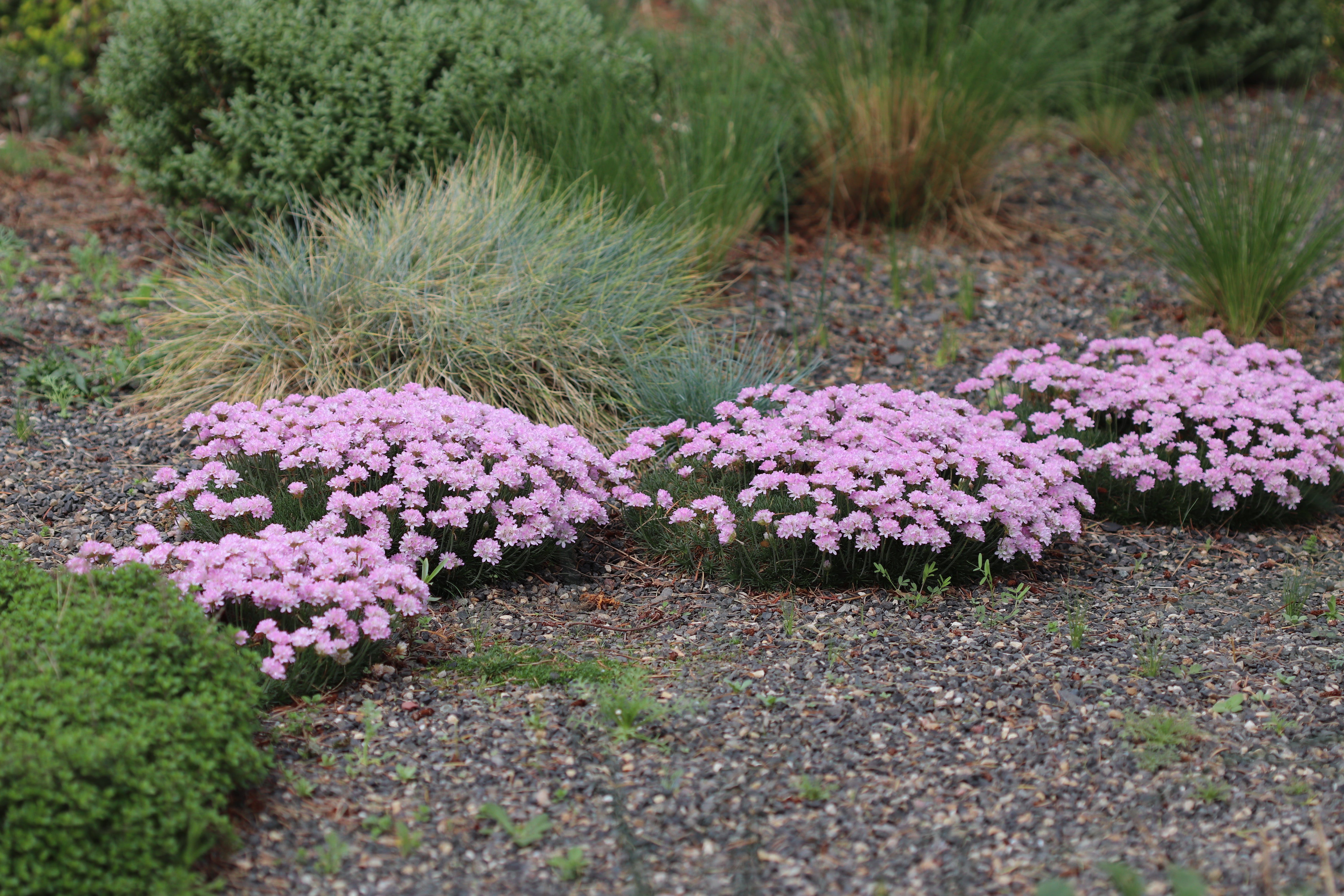 RETAIL - Armeria maritima 'Victor Reiter' – Cistus Nursery