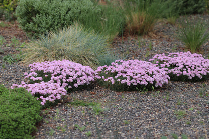 *RETAIL - Armeria maritima 'Victor Reiter'