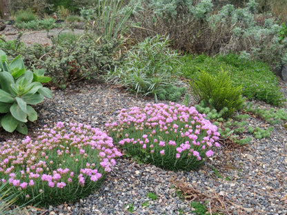 *RETAIL - Armeria maritima 'Victor Reiter'
