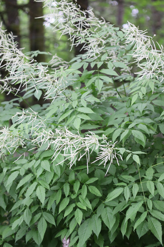 *RETAIL - Aruncus dioicus